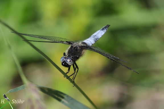 Spitzenfleck (Libellula fulva)